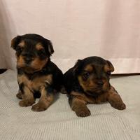 Cuccioli di Yorkshire