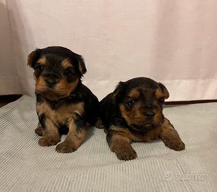 Cuccioli di Yorkshire