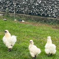 Moroseta 1gallo 2 Galline