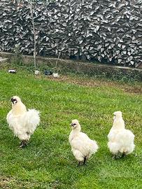 Moroseta 1gallo 2 Galline