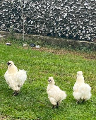 Moroseta 1gallo 2 Galline