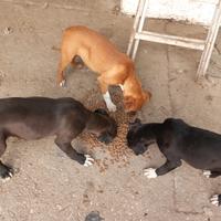 Amstaff