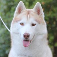 Siberian Husky