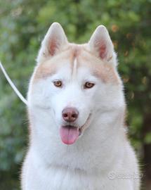 Siberian Husky
