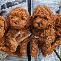 BARBONCINO TOY - BARBONCINI NANI puppy pag rate