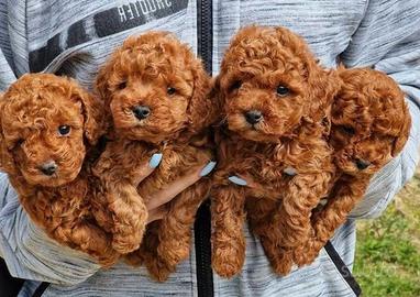 BARBONCINO TOY - BARBONCINI NANI puppy pag rate