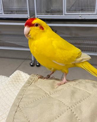 Kakariki fronte rossa lutino (occhi rossi),