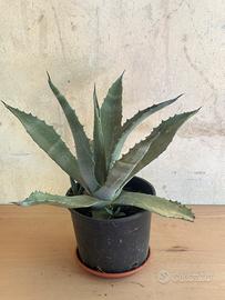 Agave ferox