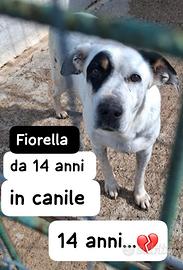 FIORELLA 14 ANNI taglia media IN CANILE