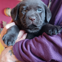 Cuccioli di labrador