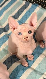 Sphynx occhi impari