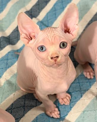 Sphynx occhi impari