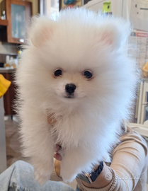 Cucciolo volpino spitz nano bianco