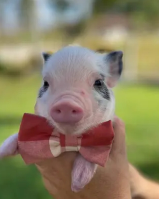 Minipig juliana - cuccioli di maialino nano