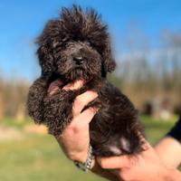 Teddy maschietto barboncino mini Toy