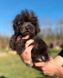 Teddy maschietto barboncino mini Toy