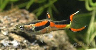 Pesci guppy e platy