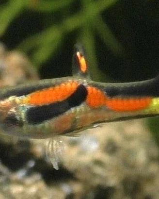 Pesci guppy e platy