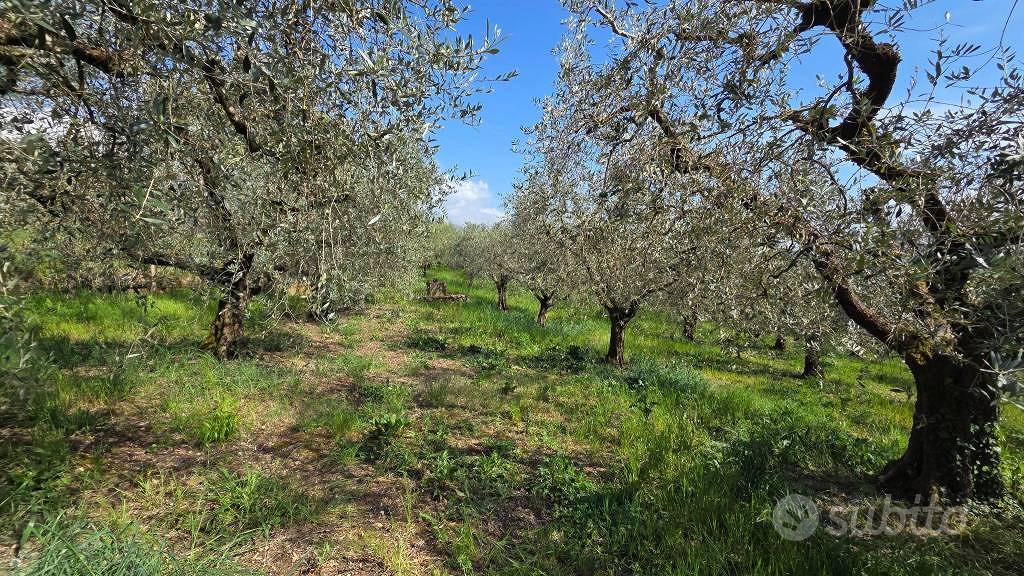 Terreno di 3300 m² a Piglio - Vista 6
