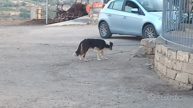 Border collie