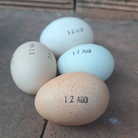 UOVA fecondato di galline