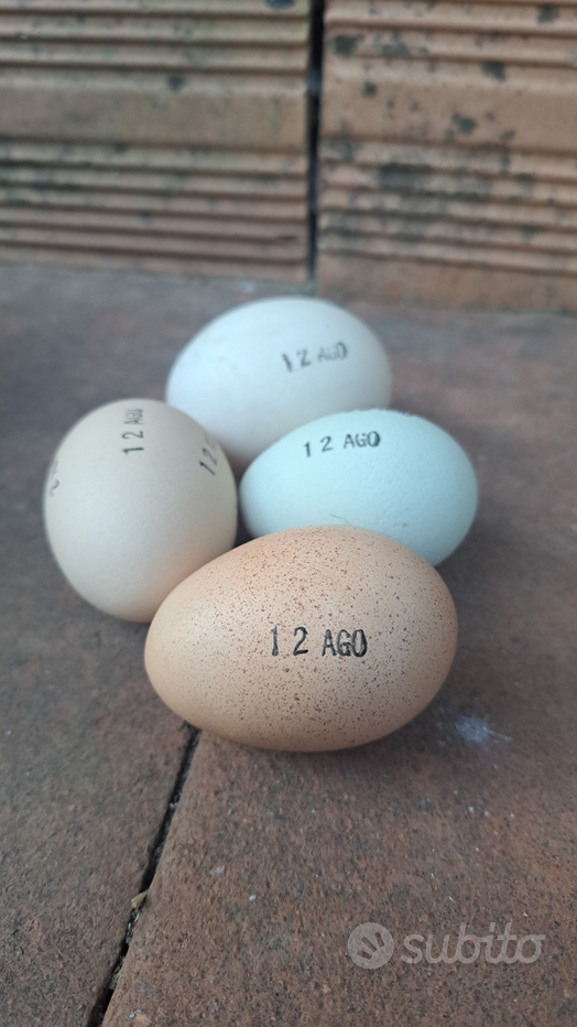Uova Fertili Da Cova Miste A Sorpresa – Razze Di Galline Italiane
