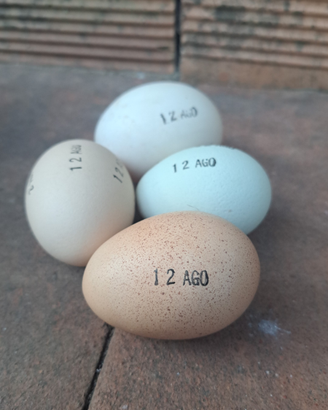 UOVA fecondato di galline