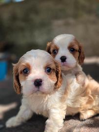 Cuccioli di Cavalier King