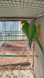 Pappagalli allevati a mano e non