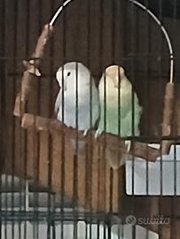 inseparabili 