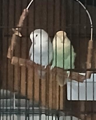 inseparabili 