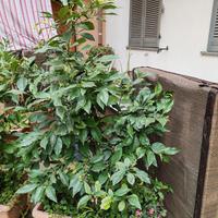 pianta di limoni con vaso