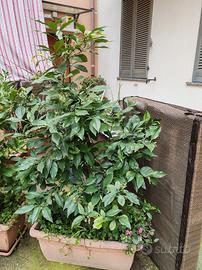 pianta di limoni con vaso