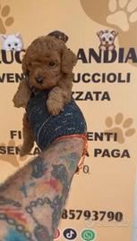 Barboncino mini toy red 2M 2F anche a rate