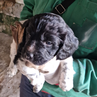 Springer Spaniel leggete