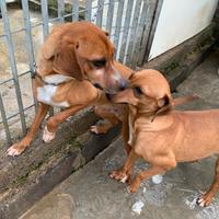 Cani per caccia al coniglio