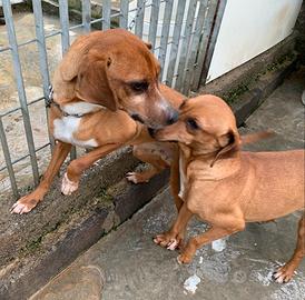 Cani per caccia al coniglio