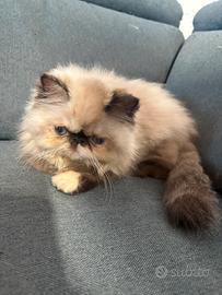Cuccioli di persiano