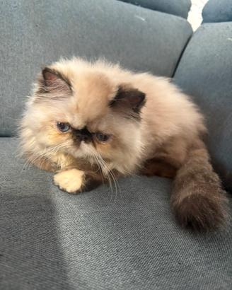 Cuccioli di persiano