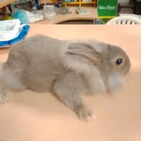 Coniglio testa di leone