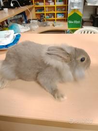 Coniglio testa di leone