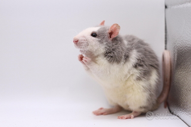 Ratti, Degu, Topolini