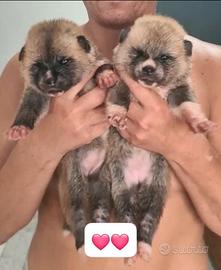 Cucciola di akita disponibile
