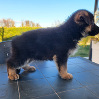 Cuccioli pastore tedesco