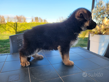 Cuccioli pastore tedesco