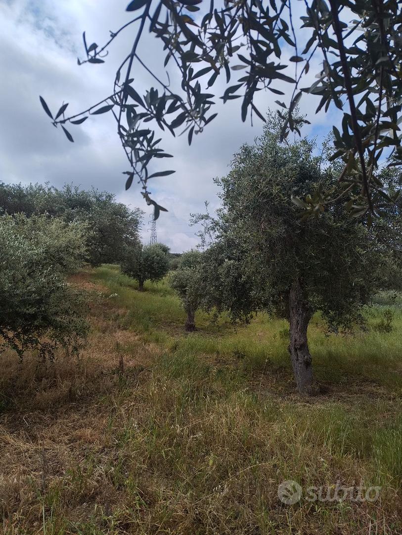 Terreno agricolo - Vista 2