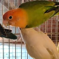 Coppie di Inseparabili