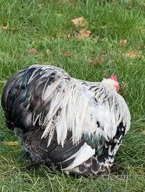 Gallo cocincina nana pamn
