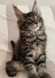 Gattini Maine coon