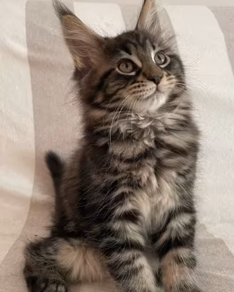 Gattini Maine coon